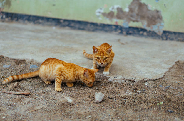 길 위의 고양이
